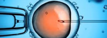 IVF Eggs Stay Frozen